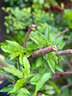 玩冒（WMO）櫻桃苗南方北方種植盆栽車(chē)厘子樹(shù)苗當年結果苗庭院地栽耐寒果樹(shù)苗 車(chē)厘子 5年苗 當年結果多 曬單實(shí)拍圖