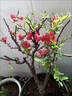 花e流長(cháng)壽冠海棠盆栽盆景梅花樹(shù)樁重瓣紅花海棠花紅梅樹(shù)苗耐寒植物 6年長(cháng)壽海棠 曬單實(shí)拍圖