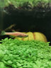BESSN 水族天然欖仁葉 降低魚缸PH值水族箱降酸調節(jié)改善水質懶人葉 50g中小碎片混合裝 網兜包裝 曬單實拍圖
