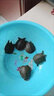 小甲魚(yú)幼苗活體外塘生態(tài)養殖水魚(yú)苗王八團魚(yú)苗龍魚(yú)中華鱉魚(yú)甲魚(yú)苗批發(fā) 甲魚(yú)苗20-30克5只【包活到家】 曬單實(shí)拍圖