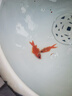 冷水血鸚鵡魚招財魚淡水魚好養(yǎng)耐活發(fā)財魚活體金魚魚苗冷水觀賞魚 冷水鸚鵡6條4-7公分紅魚 曬單實拍圖