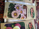虹越萌吖吖花卉種子 花園庭院陽(yáng)臺賞花切花種子 花環(huán)菊 混色 曬單實(shí)拍圖