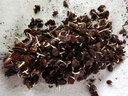 中科茂華蔬菜水果種子金美都西瓜種子改良8424麒麟瓜高純浙江美都西瓜種子 金美都40克/盒【優(yōu)選】 曬單實拍圖