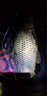 銘錚釣具（MINGZHENG） 銘錚釣具私人定制子線雙鉤純手工綁好魚鉤改良競技狼牙成品仕掛套裝 黑坑狼牙（細(xì)勾條）40付 搭配透明東麗原絲線 曬單實拍圖