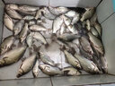 力丸 魚(yú)鉤綁好成品子線(xiàn)雙鉤金袖有刺套裝釣魚(yú)配件全套 【無(wú)刺】金袖7號+1.2子線(xiàn)，8號+1.5子線(xiàn) 曬單實(shí)拍圖
