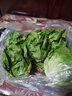 桃李村【順豐】新鮮奶油生菜 西餐沙拉蔬菜 500g 曬單實拍圖