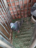 芊姹純種落地王鴿子活物一對瓦灰種鴿特大型鴿子活體肉鴿觀(guān)賞鴿現貨 黑雨點(diǎn)大體落地王（包下蛋） 成年種鴿一對 曬單實(shí)拍圖