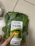 小湯山 北京 菠菜 280g 基地直供新鮮蔬菜 曬單實(shí)拍圖