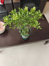 【鶯鶯燕燕】米蘭花盆栽濃香型室內花卉綠植大四季開(kāi)花獨桿帶花苞盆景凈化空氣 米蘭單桿樹(shù)型【開(kāi)花濃香】高約45-50cm 含盆 曬單實(shí)拍圖
