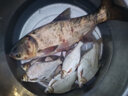劉志強(qiáng)志強(qiáng)鰱鳙魚餌料浮釣鰱鳙釣魚餌黑坑水庫野釣垂釣花白鰱胖頭魚餌料 【志強(qiáng)鰱鳙500g】10包 曬單實(shí)拍圖