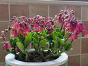 家中有果長(cháng)壽花重瓣花卉盆栽四季觀(guān)花植物 四季開(kāi)花盆栽帶花苞發(fā)貨 宮燈 不含盆 曬單實(shí)拍圖