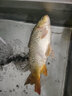 光威（GW）小海天碳素海竿拋竿海桿遠投竿釣魚(yú)竿超硬調漁具套裝 2.1米+速龍X輪30+爆炸鉤10#+新海天線(xiàn)4# 曬單實(shí)拍圖