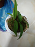 艾瑩冬帶花七彩香水石斛蘭花四季好養綠植濃香型石斛蘭花苗桌面盆栽 3苗七彩石斛 沒(méi)帶葉藝 裸根發(fā)貨 曬單實(shí)拍圖