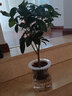 水培植物桂花小盆栽樹苗四季桂綠植花卉盆景水生水養(yǎng)辦公室內(nèi)桌面 【店長推薦】四季桂+玻璃盆 曬單實拍圖