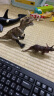 babycare&bctoys恐龙玩具仿真动物霸王龙翼龙软塑胶侏罗纪儿童男孩 实拍图