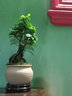 瀚林怡景（HANLINYIJING）小葉人參榕樹盆栽室內(nèi)辦公室茶幾桌面小綠植造型老樁植物四季常青 人參榕-素陶盆A款 曬單實(shí)拍圖