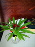 意軒鴻運當頭綠植盆栽花卉植物四季開花室內客廳水培植物紅星鳳梨水養(yǎng) 鴻運當頭20-25cm【透明吸水盆】 曬單實拍圖