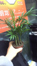 綠蘿發(fā)財(cái)樹(shù)辦公室盆栽文竹水培植物盆栽花卉室內(nèi)盆景綠植吊蘭海棠 椰子+碧玉【套餐】 含盆 曬單實(shí)拍圖