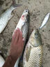 萬(wàn)聚王烏頭魚(yú)專(zhuān)用餌料鯔魚(yú)小藥大師方塊餌黑黃鯛魚(yú)黑坑打窩料顆粒誘魚(yú)劑 一瓶裝【海釣專(zhuān)用】鯔魚(yú)烏頭克星 曬單實(shí)拍圖