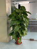 花財主大型盆栽綠蘿發(fā)財樹(shù)金錢(qián)樹(shù)花卉綠植辦公室內客廳盆景開(kāi)業(yè)喬遷佳品 1.5-1.6米大綠蘿 含盆 曬單實(shí)拍圖