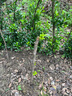 巨王棗苗 蜜棗 大棗子苗 棗樹(shù)苗當年結果 5年苗當年結果 20cm(含)-140cm(含) 曬單實(shí)拍圖