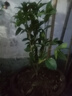 桂花苗 嫁接桂花樹(shù)苗盆栽花卉帶土球庭院陽(yáng)臺(tái)室內(nèi)室外栽植耐寒植物當(dāng)年開(kāi)花 丹桂 3年苗 曬單實(shí)拍圖