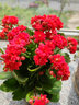 長(zhǎng)壽花盆栽重瓣花苗大花室內(nèi)綠植好養(yǎng)帶花苞觀花植物 長(zhǎng)壽花粉色(條紋陶瓷盆大號(hào)) 含盆 曬單實(shí)拍圖