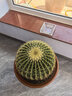 種花迷超大金琥仙人球10-42cm花卉盆栽綠植桌面盆栽陽(yáng)臺多肉規格不含盆 直徑40厘米 曬單實(shí)拍圖