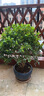 植客（zeego）MD3700超細(xì)霧化噴頭噴霧降塵設(shè)備屋頂噴水降溫自動(dòng)噴淋澆水系統(tǒng) 增配-10頭10米細(xì)管 曬單實(shí)拍圖