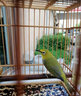 祥將祥將繡眼專(zhuān)用鳥(niǎo)食飼料提性養性催鳴大唱亮羽手工營(yíng)養鳥(niǎo)糧防水便 1瓶裝【500g】 曬單實(shí)拍圖