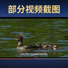 小小世界U盤(pán)紀錄片u盤(pán)微觀(guān)世界動(dòng)物世界超清視頻通用大容量?jì)?yōu)盤(pán) 隨機 小小世界紀錄片12集全套國語(yǔ)版 曬單實(shí)拍圖