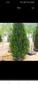 楸珞園柏樹(shù)樹(shù)苗塔柏四季常青松柏樹(shù)墓前柏樹(shù)苗側柏蜀檜苗扁柏寶塔松龍柏 塔柏精品苗100cm高 曬單實(shí)拍圖