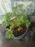 驅(qū)蚊蟲植物 驅(qū)蚊草 室內(nèi)防蚊香草綠植花卉香葉天竺葵 懶人盆栽花卉 驅(qū)蚊草3盆 不含盆 曬單實拍圖