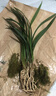 劉閣蘭花蘭花 墨蘭報歲蘭精品蘭花苗白墨冬帶濃香花苞辦公室綠植花卉盆栽 5苗連體裸根當(dāng)年開花 曬單實拍圖