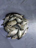 鯉躍 主線組 綁好的成品線組臺(tái)釣魚線套裝主線子線無魚鉤無魚漂組合 4.5米 兩卷 2.5號 曬單實(shí)拍圖