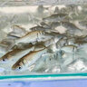 花鰱魚苗大規(guī)格淡水養(yǎng)殖活體大頭魚食用半斤胖頭魚雄魚鰱鳙魚苗 26條10-13厘米花鰱魚苗加4條損 曬單實拍圖