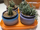 墨一【送貨上門(mén)】多肉植物帶盆大顆多肉植物盆栽組合辦公室內桌面花卉 紅背椒草塑料圓盆 帶盆栽好 曬單實(shí)拍圖