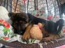 京狼圖騰純種德牧幼犬大型犬德國(guó)東德牧羊犬活體雙血統(tǒng)平背警犬弓背黑背 血統(tǒng)級(jí) 3 曬單實(shí)拍圖