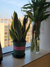 虎皮蘭大盆虎尾蘭盆栽客廳新裝修房子凈化空氣銀脈大顆虎皮蘭 金邊50厘米左右/1盆價(jià)(含盆) 曬單實(shí)拍圖