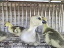 正宗獅頭鵝活苗特大種獅子頭鵝小鵝仔純種大型鵝純種獅頭鵝 4只【特大種獅頭鵝苗】 曬單實(shí)拍圖