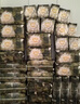 babycare金山茶花拉拉褲L38片(9-14kg)嬰兒尿不濕超薄透氣新生柔花苞褲 曬單實(shí)拍圖