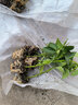 壽禾辣椒苗子大全小米椒秋季蔬菜苗壽光秧苗帶土盆栽陽臺(tái)菜苗子 線椒苗6棵 曬單實(shí)拍圖