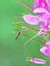 適馬（SIGMA）APS-C畫幅標(biāo)準(zhǔn)變焦鏡頭 帶防抖 帶馬達(dá) 帶微距 Contemporary 18-300mm F3.5-6.3DC Macro 尼康口 曬單實(shí)拍圖