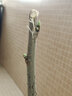 急兔桑樹(shù)苗果苗桑葚樹(shù)苗盆栽地栽四季種植綠植苗桑葚中苗1顆源頭直發(fā) 曬單實(shí)拍圖