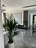 胡麗散尾葵盆栽大型綠植盆栽散尾葵鳳尾竹室內客廳辦公室花卉盆栽植物 散尾葵1.5米（白圓柱瓷盆） 曬單實(shí)拍圖