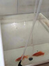 大拇指錦鯉專用飼料魚(yú)食魚(yú)糧通用 大包裝金魚(yú)料顆粒飼料觀賞魚(yú)糧高蛋白 5斤【上浮/育成】約3.5mm 曬單實(shí)拍圖