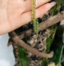奈維斯汀橄欖石手鏈女金珠子串珠綠色水晶手串520禮物女 手圍約14-15cm(5mm/素圈款) 曬單實(shí)拍圖