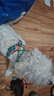 拉夫威爾ruffwear福朗特胸背狗狗胸背帶大小型犬拉布拉多背心式牽引背帶 春日山脈 XXS 曬單實(shí)拍圖