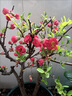 花e流長(cháng)壽冠海棠盆栽盆景梅花樹(shù)樁重瓣紅花海棠花紅梅樹(shù)苗耐寒植物 6年長(cháng)壽海棠 曬單實(shí)拍圖