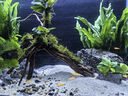 西游水族魚缸水族箱客廳小型迷你桌面免換水生態(tài)造景小金魚缸熱彎超白玻璃 長60*寬30*高35-水秀青山款造景全套 曬單實拍圖
